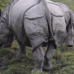 Great Rhino Deluxe виноватые в проигрышах игроков