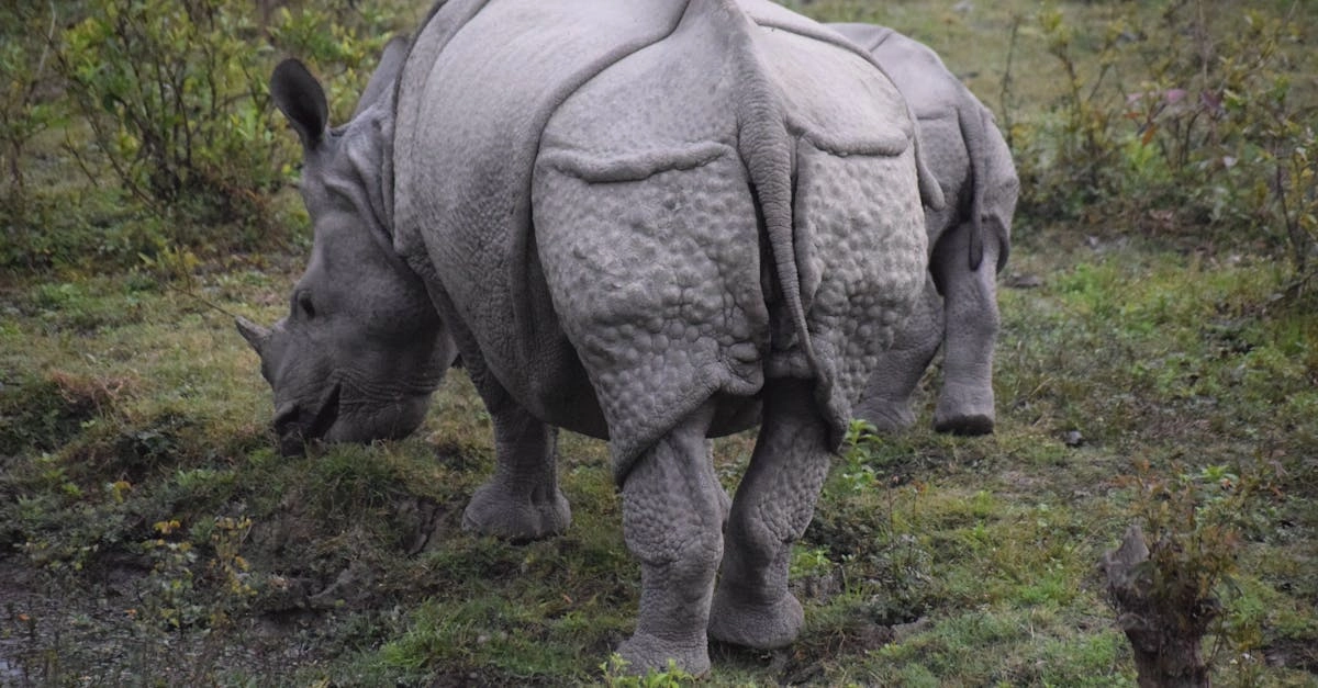 Great Rhino Deluxe виноватые в проигрышах игроков