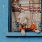 Кто виноват в проигрышах The Dog House Megaways слот игры