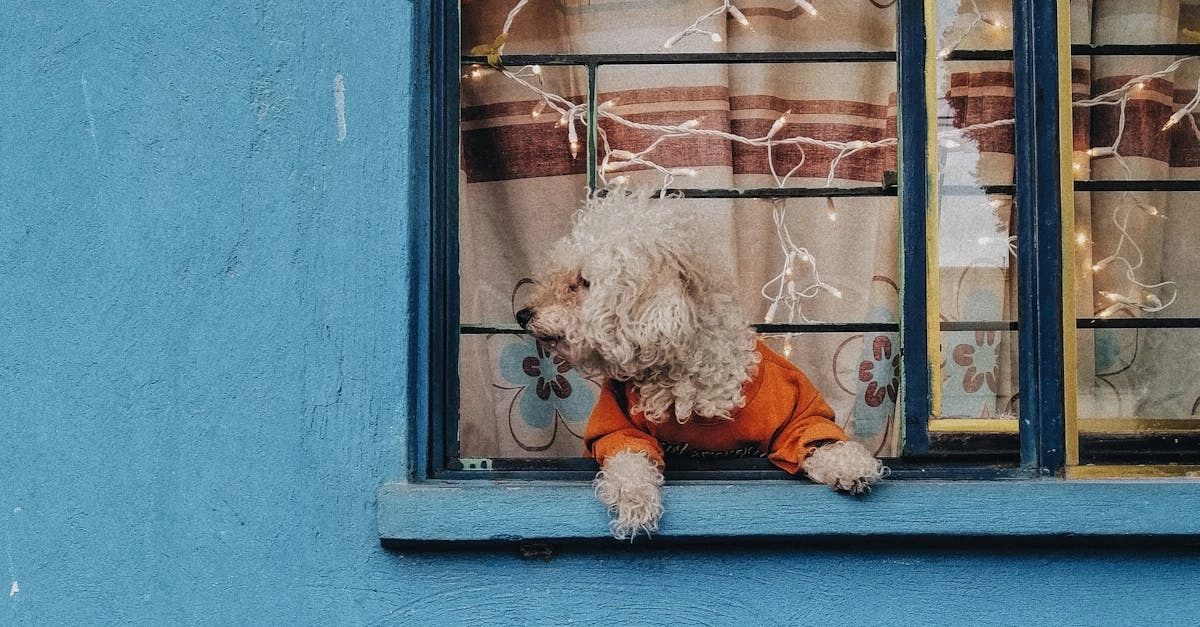 Кто виноват в проигрышах The Dog House Megaways слот игры